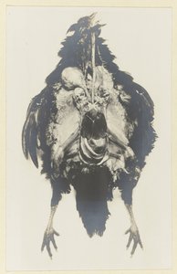 Anatomy of a Chicken by Adolphe Louis Donnadieu