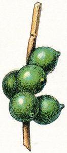 Cuttlefish eggs by Adolphe Philippe Millot