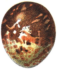 Egg of a Honey Buzzard, 1923