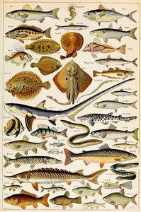 Illustration of Edible Fish c.1923