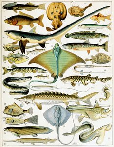 Illustration of Fish