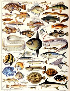 Illustration of Marine Fish c.1923
