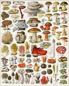 Illustration of Mushrooms c.1923 by Adolphe Philippe Millot