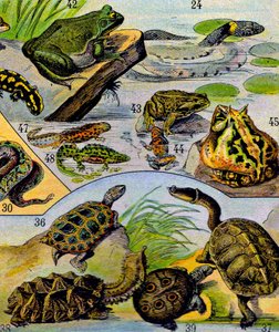 Illustration of Reptiles and Amphibians c.1923