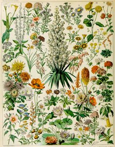 Illustration of Flowering Plants c.1923