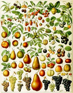 Illustration of Fruit c.1923