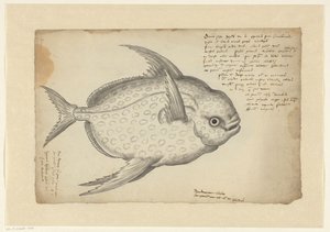 Kingfish (Lampris guttatus)