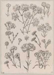 Carnation by Adriaen Collaert