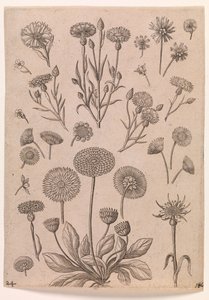 Cornflowers