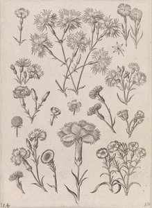 Daffodils by Adriaen Collaert