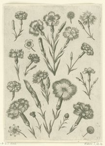 Various Carnations by Adriaen Collaert