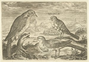 Three Birds in a Landscape (Living Birds) by Adriaen Collaert