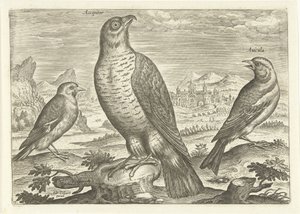 Three birds in a landscape, Birds (series title), Avivm vivae (series title) by Adriaen Collaert