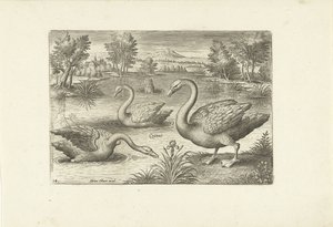 Three Swans in a Pond