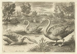 Three Swans in a Pond (Birds) (Avivm Vivae)
