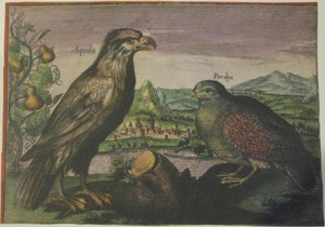 Eagle and Partridge by Adriaen Collaert