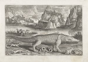 Several Reptiles and Amphibians on a Shore (Piscivm Vivae Icones)