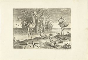 Some Waterfowl on a Shore