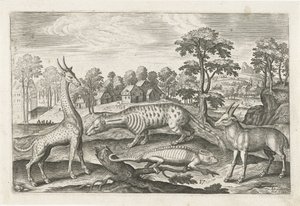 Exotic Animals by Adriaen Collaert