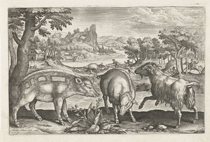 Goat and Pigs