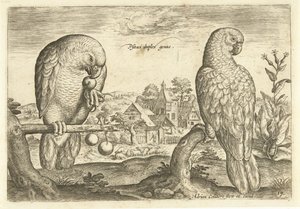 Two Parrots in a Landscape (Living Birds series) by Adriaen Collaert