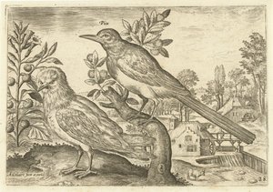 Two Birds in a Landscape (Birds) (Avivm Vivae) by Adriaen Collaert