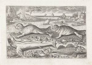 Two Seals and Two Fish on the Beach by Adriaen Collaert