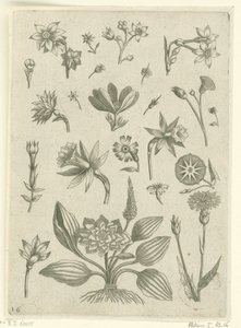 Various Flowers, Including Trumpet Daffodils