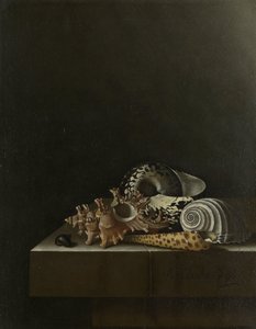 Shells on a Stone Plinth by Adrian Coorte