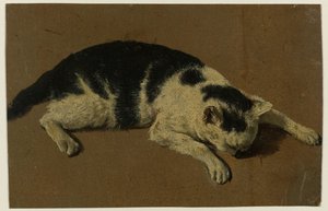 Cat Lying with Head Between Front Paws