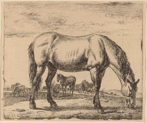 Grazing Horse
