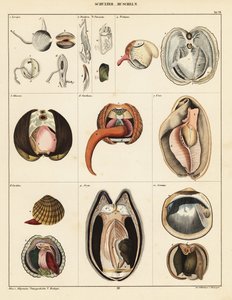 Anatomy of Bivalve Molluscs