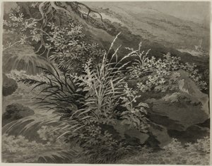 Corner of the Meadow with Reeds and Other Plants by Adrian Zingg