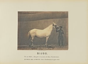 Jewel by Adrien Alban Tournachon