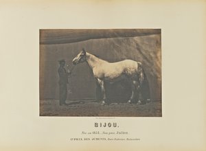 Jewel by Adrien Alban Tournachon