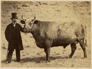 Durham Charolais Ox by Adrien Alban Tournachon