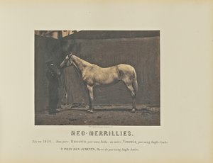 Meg-Merrillies by Adrien Alban Tournachon
