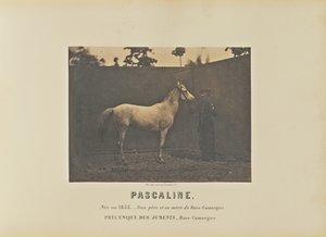 Pascaline by Adrien Alban Tournachon
