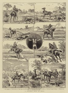 A Nylghau Hunt in India