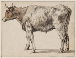 A Standing Young Bull by Aelbert Cuyp