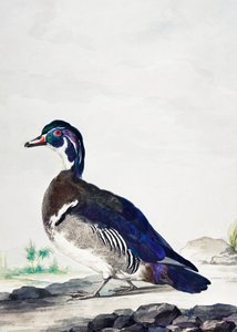 A Duck by Aert Schouman