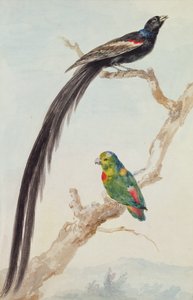 A Long-tailed Widowbird and a Blue-crowned Hanging Parrot, 1783 by Aert Schouman