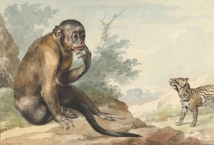 A Monkey Sitting on a Rock Looking at a Civet