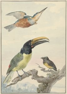 Three Birds: a Kingfisher, a Prince von Wied