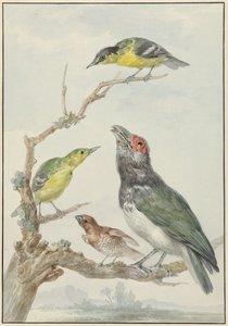 Four Different Birds on a Branch