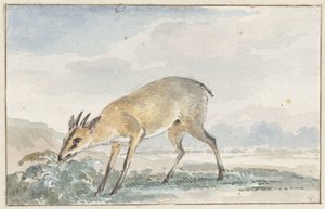 Guinea Duiker or Sylvicapra Grimmia