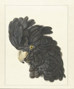 Head of a Cockatoo, Head of a Parrot