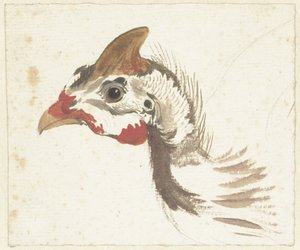 Head of a Helmeted Guineafowl