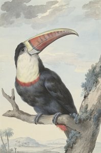 Red-billed Toucan