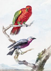 Two Birds, Including a Red Green Parrot